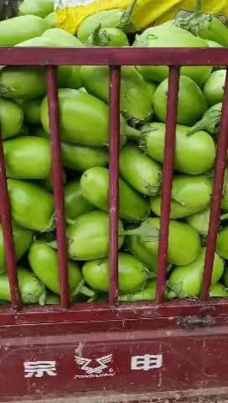 茄子/青茄子大量上市中，颜色纯正，货源充足！基地供应