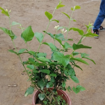 茉莉花，青州基地直发