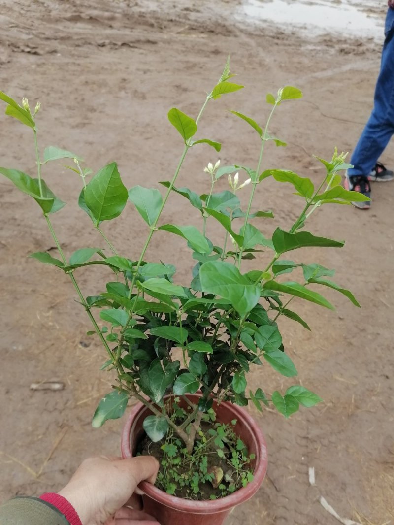 茉莉花，青州基地直发