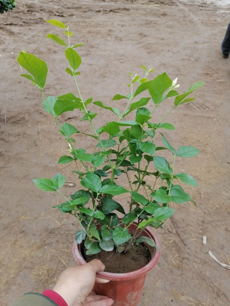 茉莉花，青州基地直发