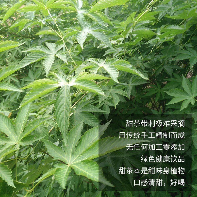 七角仙叶清热润肺广西大瑶山甜茶原生态无污染干品新茶小罐装