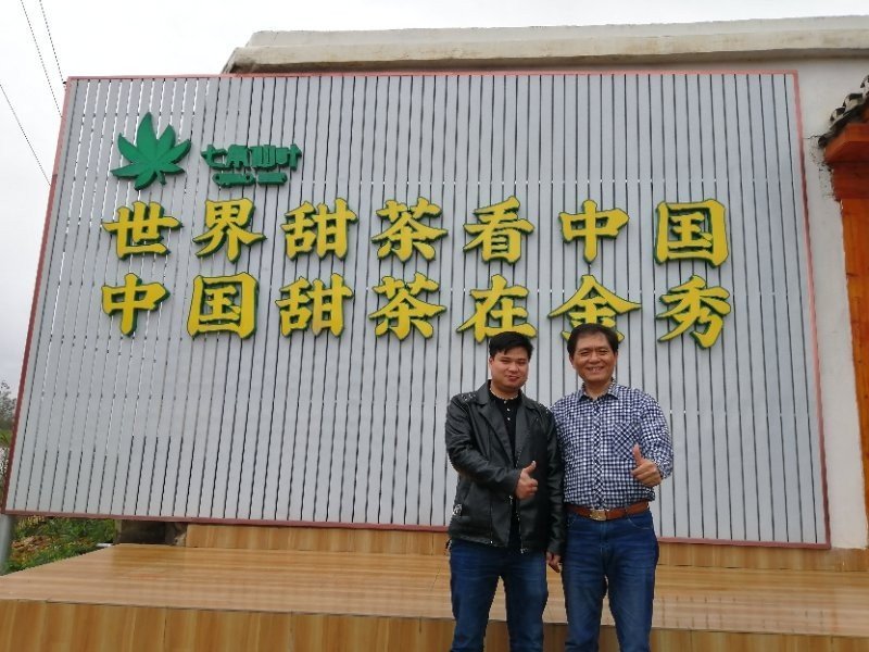 七角仙叶清热润肺广西大瑶山甜茶原生态无污染干品新茶小罐装