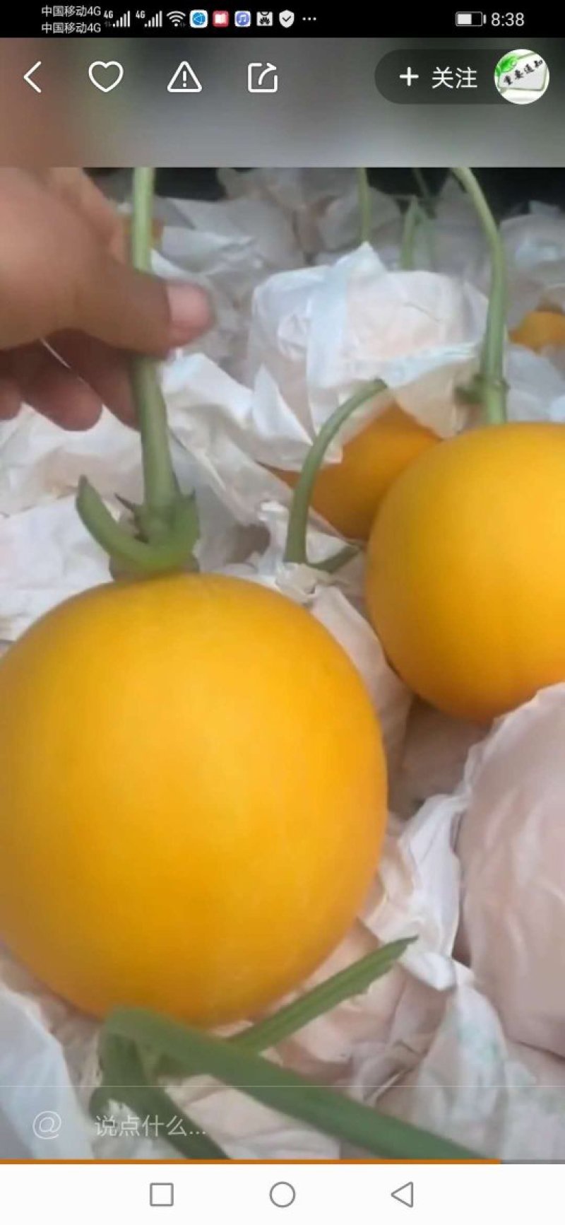 精品九红瑞，甜瓜，皮毛干净，口感好