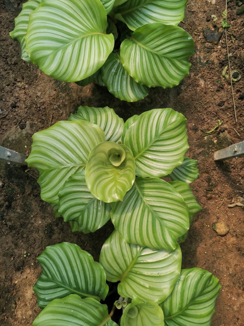 竹芋彩虹，苹果，飞羽，猫眼等季节性供应经营多种盆