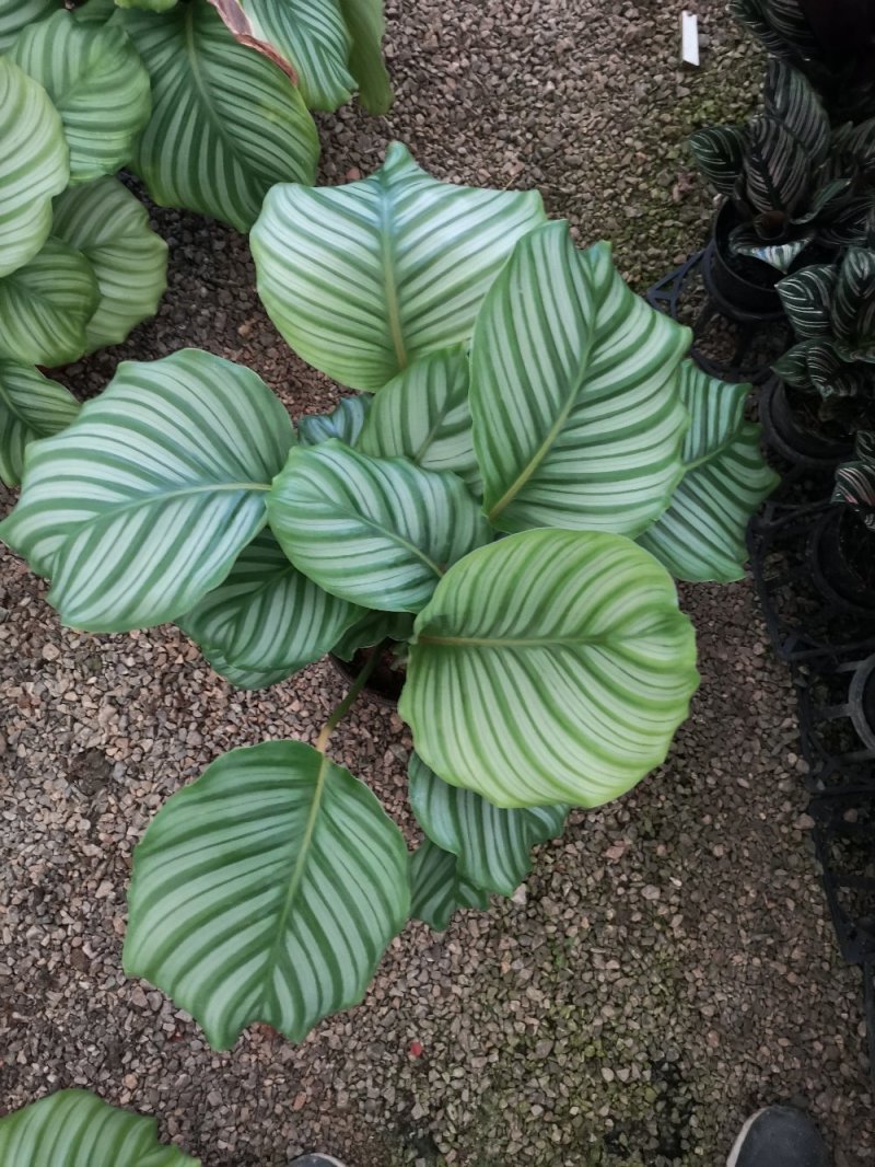 竹芋彩虹，苹果，飞羽，猫眼等季节性供应经营多种盆