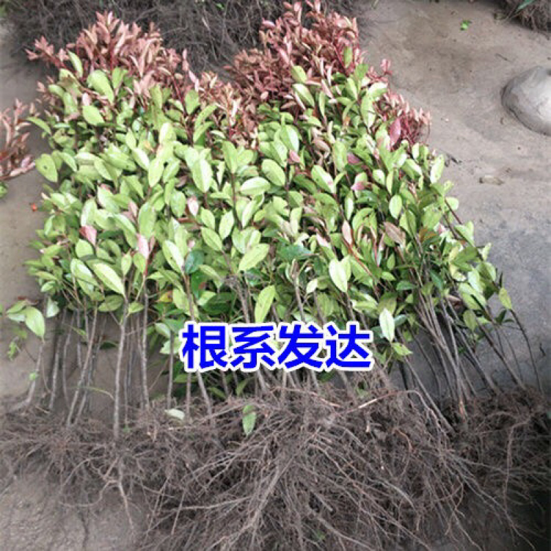 红叶石楠树苗庭院绿化四季常青树苗红罗宾篱笆花园绿植工程