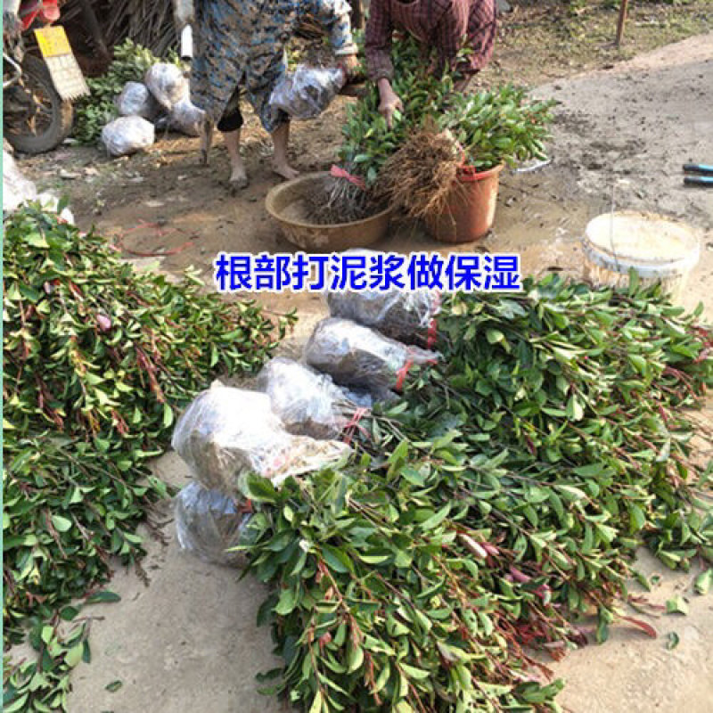 红叶石楠树苗庭院绿化四季常青树苗红罗宾篱笆花园绿植工程