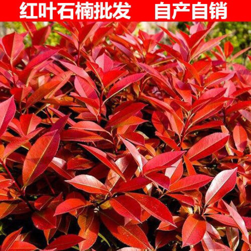 红叶石楠树苗庭院绿化四季常青树苗红罗宾篱笆花园绿植工程