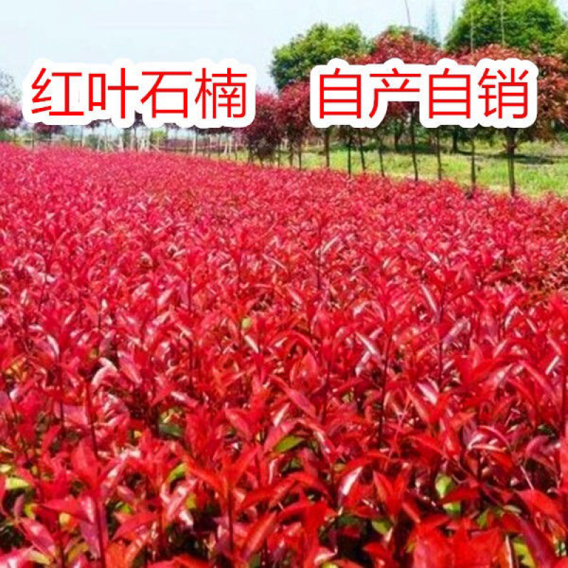 红叶石楠树苗庭院绿化四季常青树苗红罗宾篱笆花园绿植工程