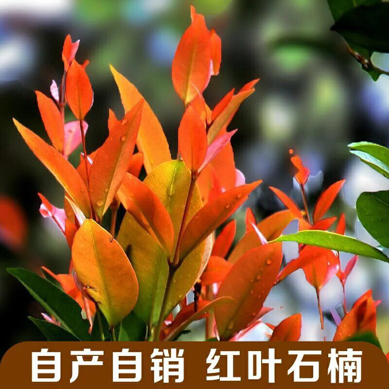 红叶石楠树苗庭院绿化四季常青树苗红罗宾篱笆花园绿植工程