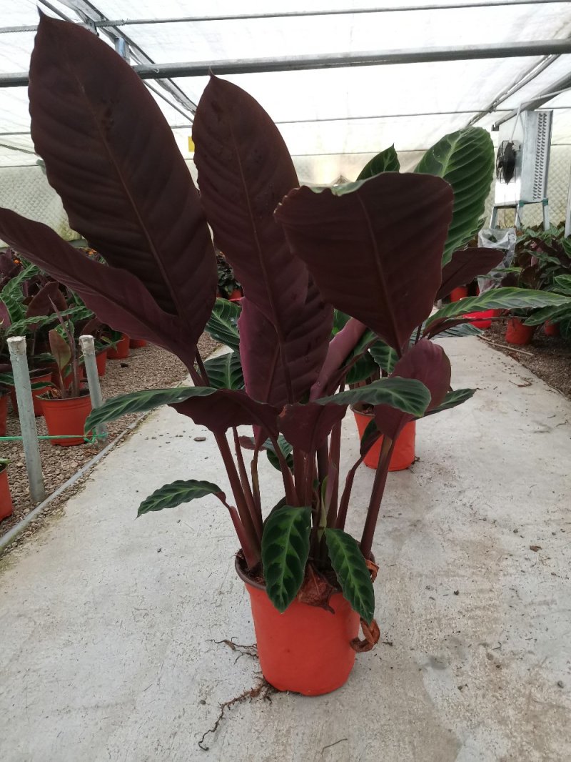 竹芋魅力之星优质货源，基地出货季节性供应经营多种盆花