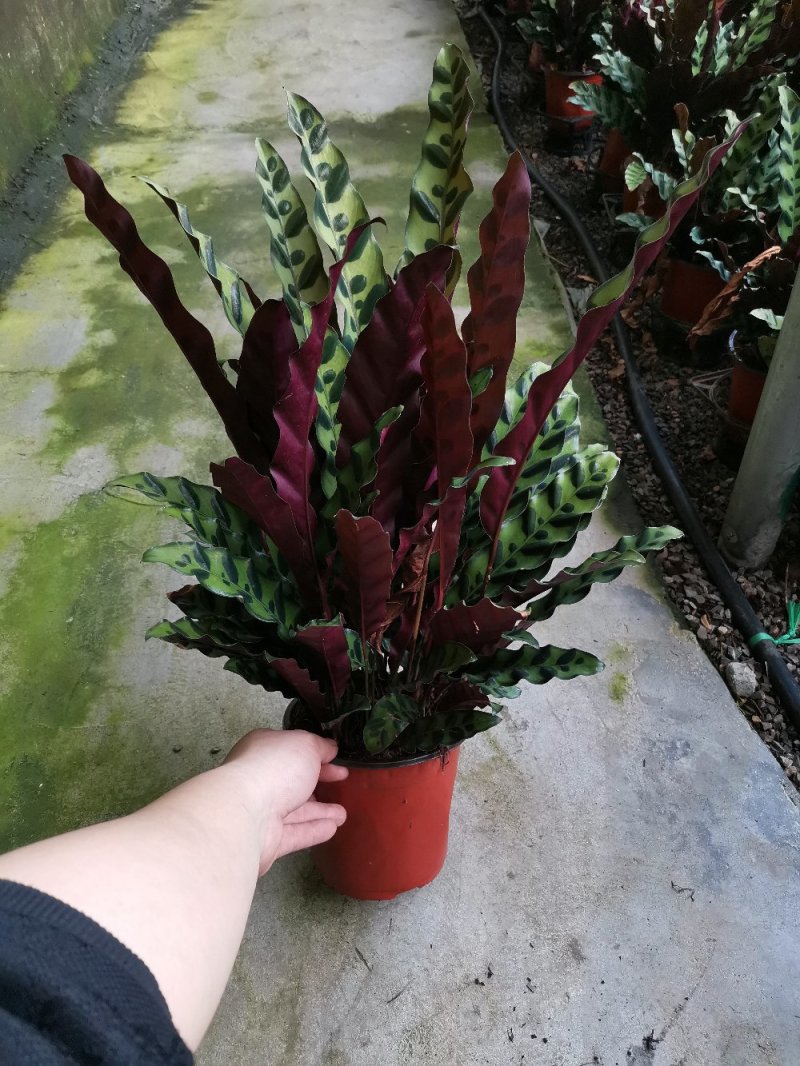 竹芋魅力之星优质货源，基地出货季节性供应经营多种盆花