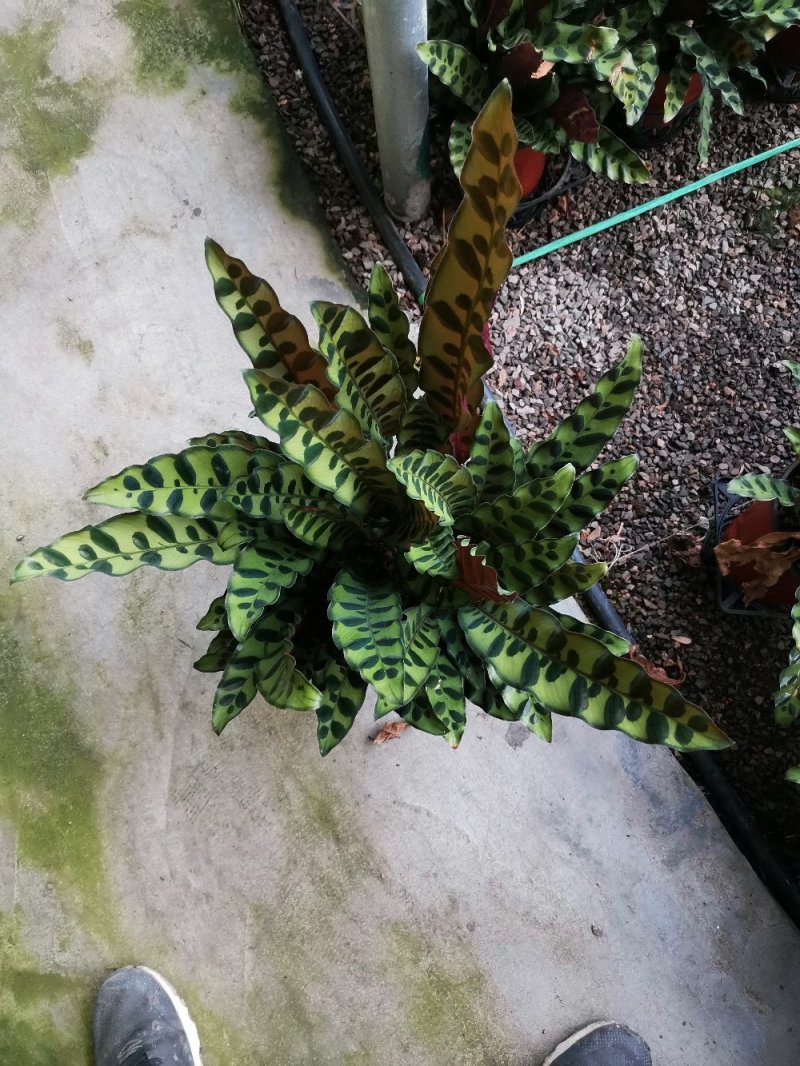 竹芋魅力之星优质货源，基地出货季节性供应经营多种盆花