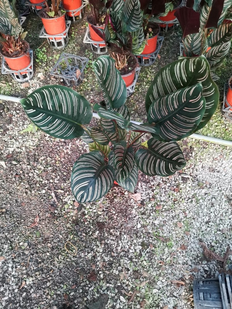 竹芋魅力之星优质货源，基地出货季节性供应经营多种盆花