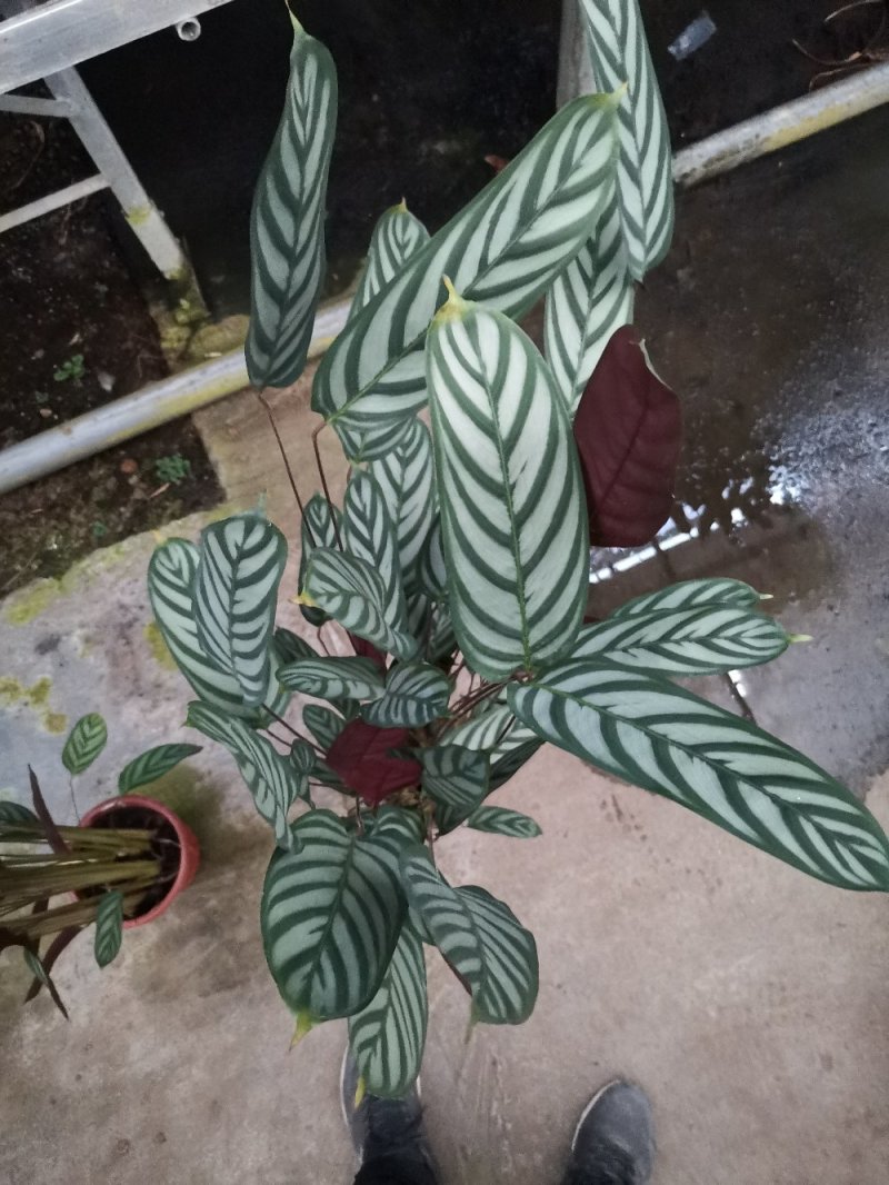 竹芋新飞芋多级货，基地直供常年性供应经营多种盆花