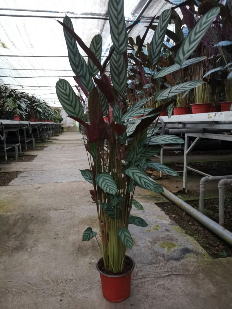 竹芋新飞芋多级货，基地直供常年性供应经营多种盆花