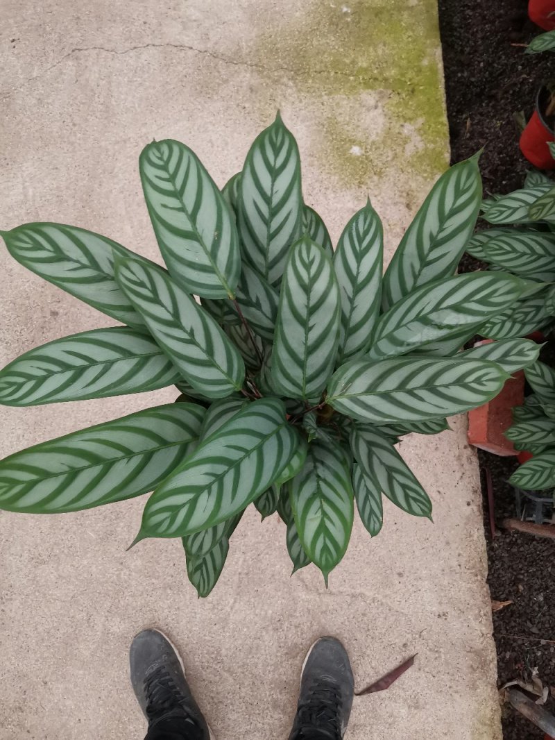 竹芋新飞芋多级货，基地直供常年性供应经营多种盆花