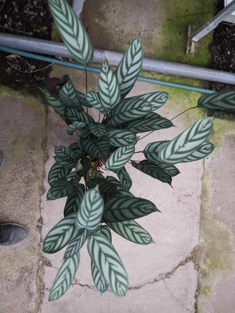 竹芋新飞芋多级货，基地直供常年性供应经营多种盆花