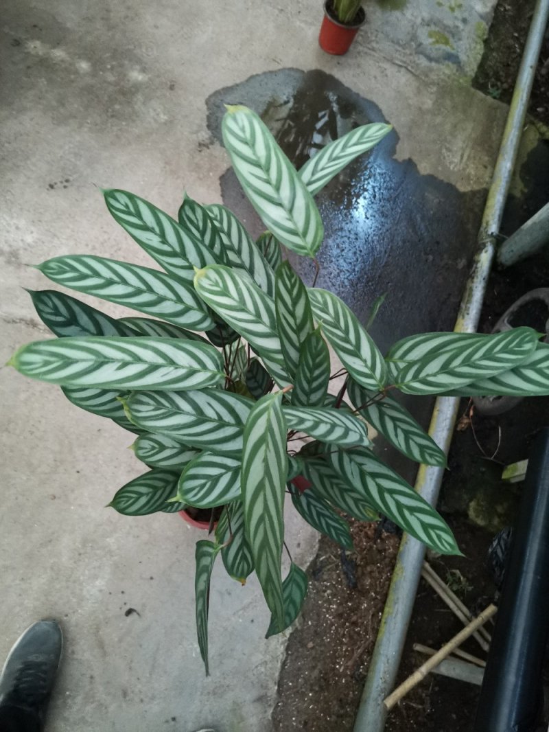 竹芋新飞芋多级货，基地直供常年性供应经营多种盆花