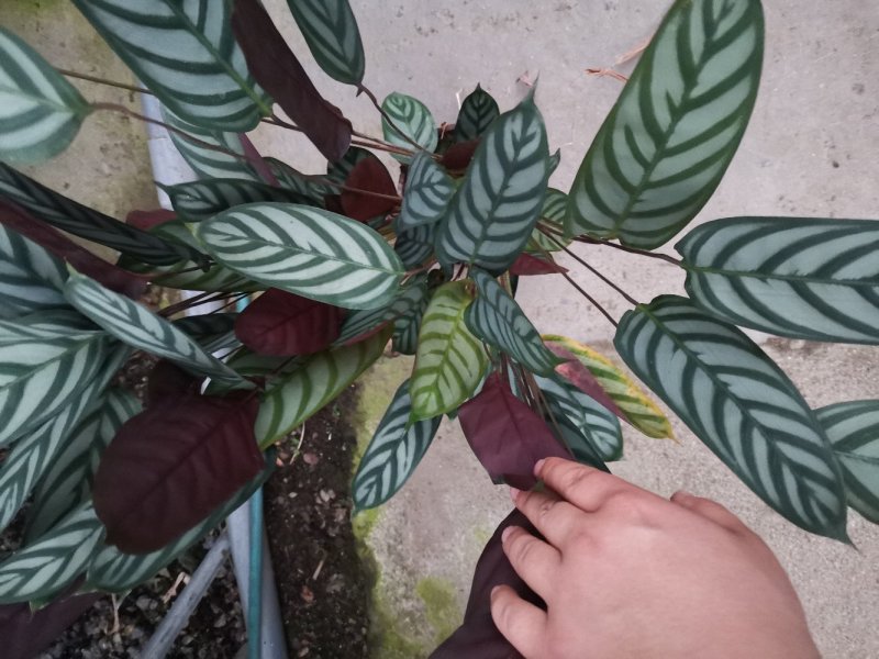 竹芋新飞芋多级货，基地直供常年性供应经营多种盆花