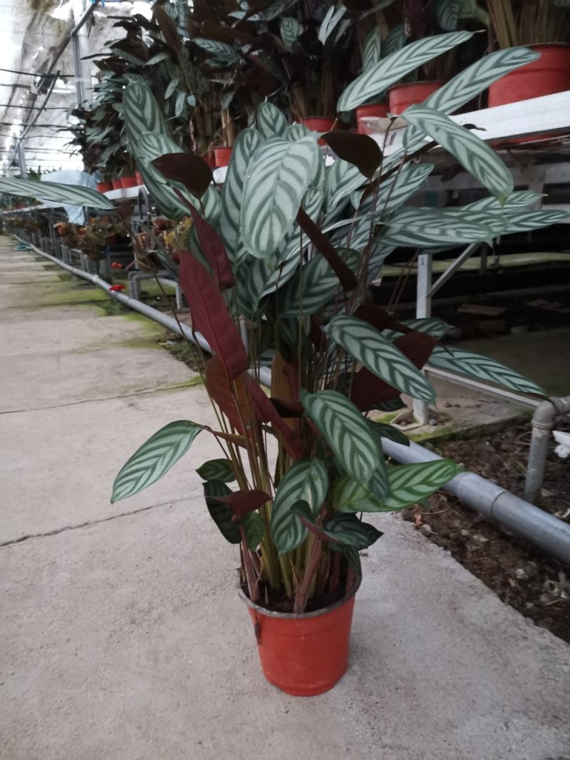 竹芋新飞芋多级货，基地直供常年性供应经营多种盆花