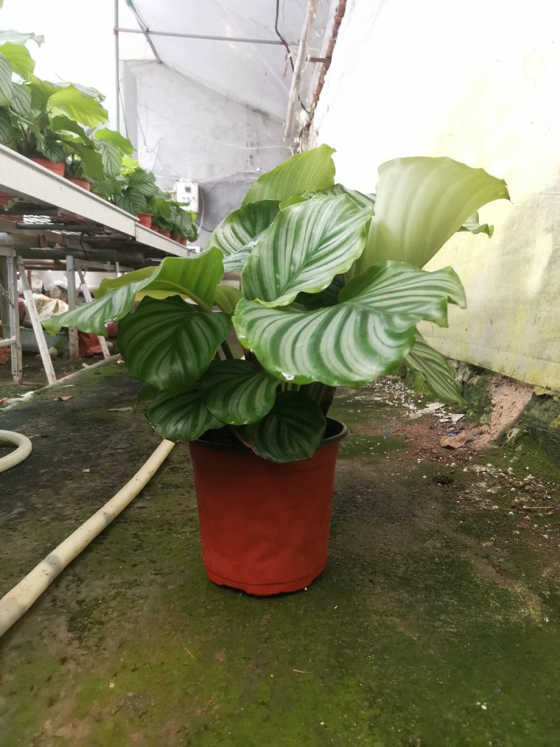 竹芋如意优质货源基地直供常年性供应经营多种盆花