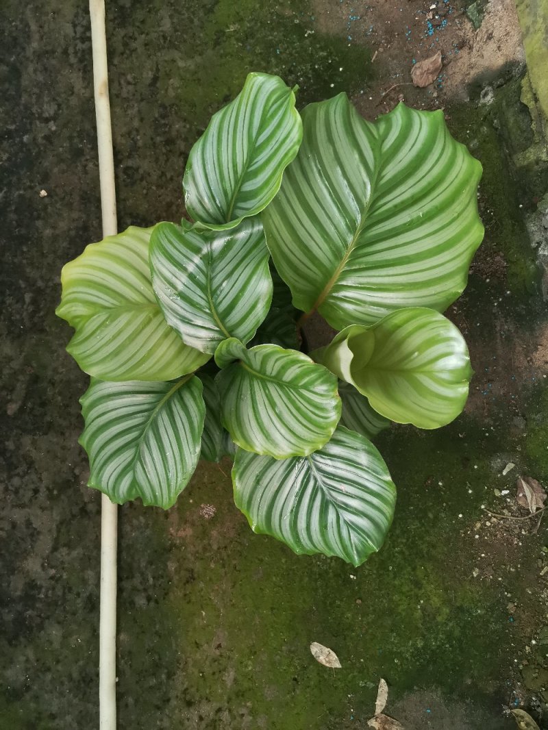 竹芋如意优质货源基地直供常年性供应经营多种盆花
