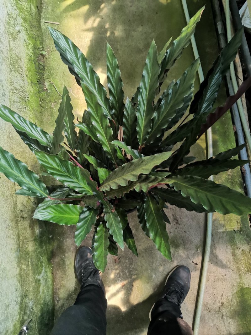 竹芋如意优质货源基地直供常年性供应经营多种盆花