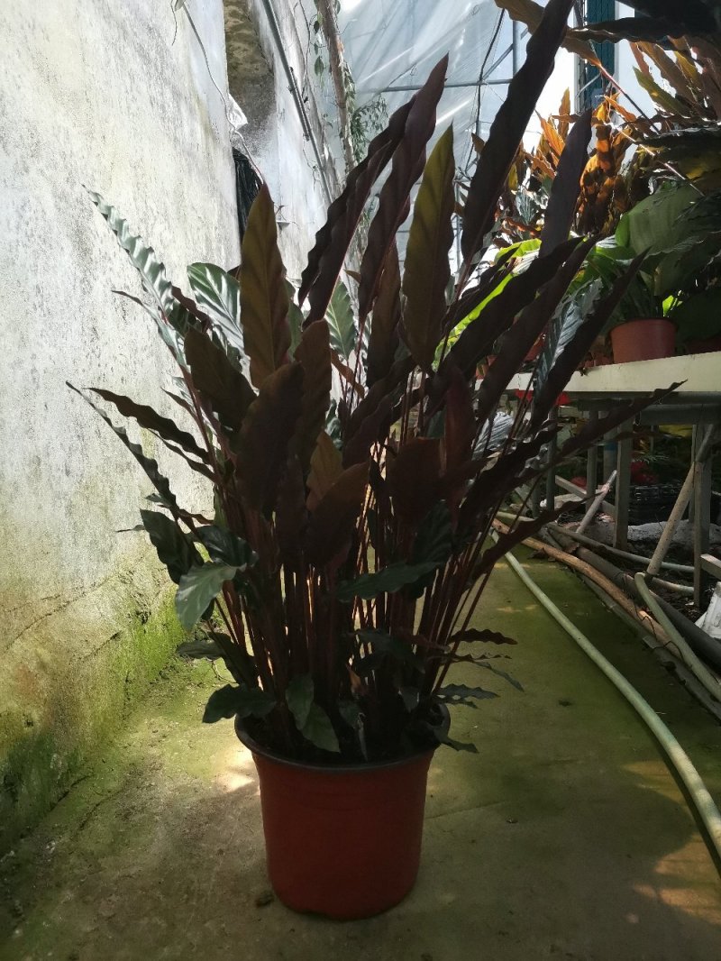 竹芋如意优质货源基地直供常年性供应经营多种盆花