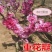 梅花苗桃梅盆栽盆景桃花带花苞发货四季梅庭院阳台室内花观花