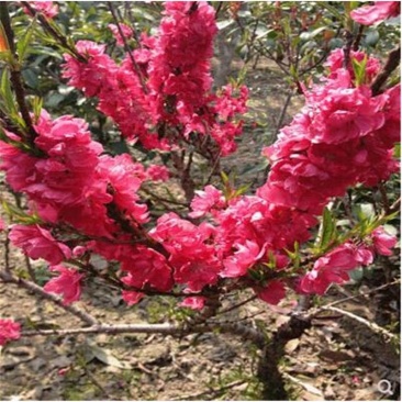 梅花苗桃梅盆栽盆景桃花带花苞发货四季梅庭院阳台室内花观花