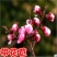 梅花苗桃梅盆栽盆景桃花带花苞发货四季梅庭院阳台室内花观花
