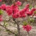 梅花苗桃梅盆栽盆景桃花带花苞发货四季梅庭院阳台室内花观花