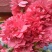 梅花苗桃梅盆栽盆景桃花带花苞发货四季梅庭院阳台室内花观花