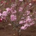 梅花苗桃梅盆栽盆景桃花带花苞发货四季梅庭院阳台室内花观花