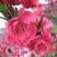梅花苗桃梅盆栽盆景桃花带花苞发货四季梅庭院阳台室内花观花