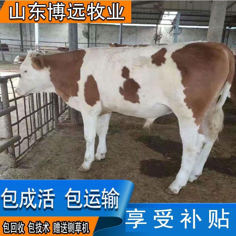 西门塔尔牛量大优惠牛犊专车运输包技术包回收