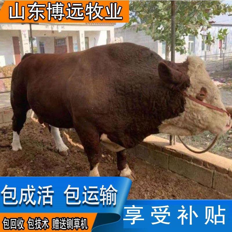 西门塔尔牛量大优惠牛犊专车运输包技术包回收