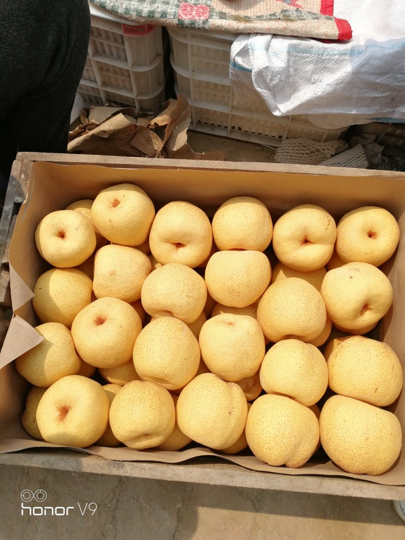 砀山梨精品梨百年老树皮细汁多颜色好货源充足