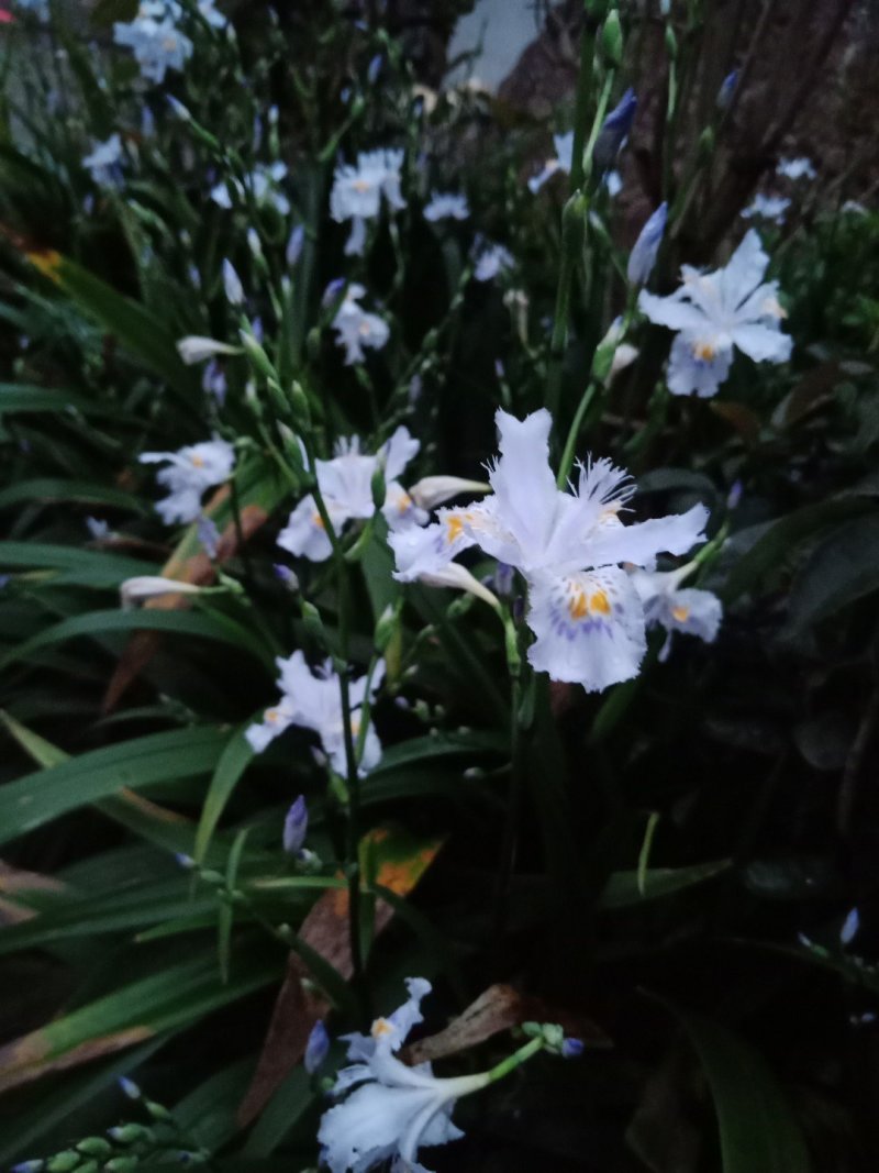 绿化工程用苗，蓝花鸢尾，不含盆
