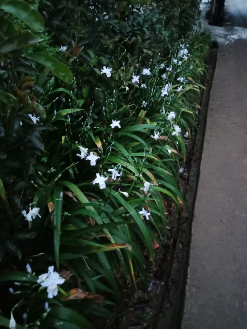 绿化工程用苗，蓝花鸢尾，不含盆