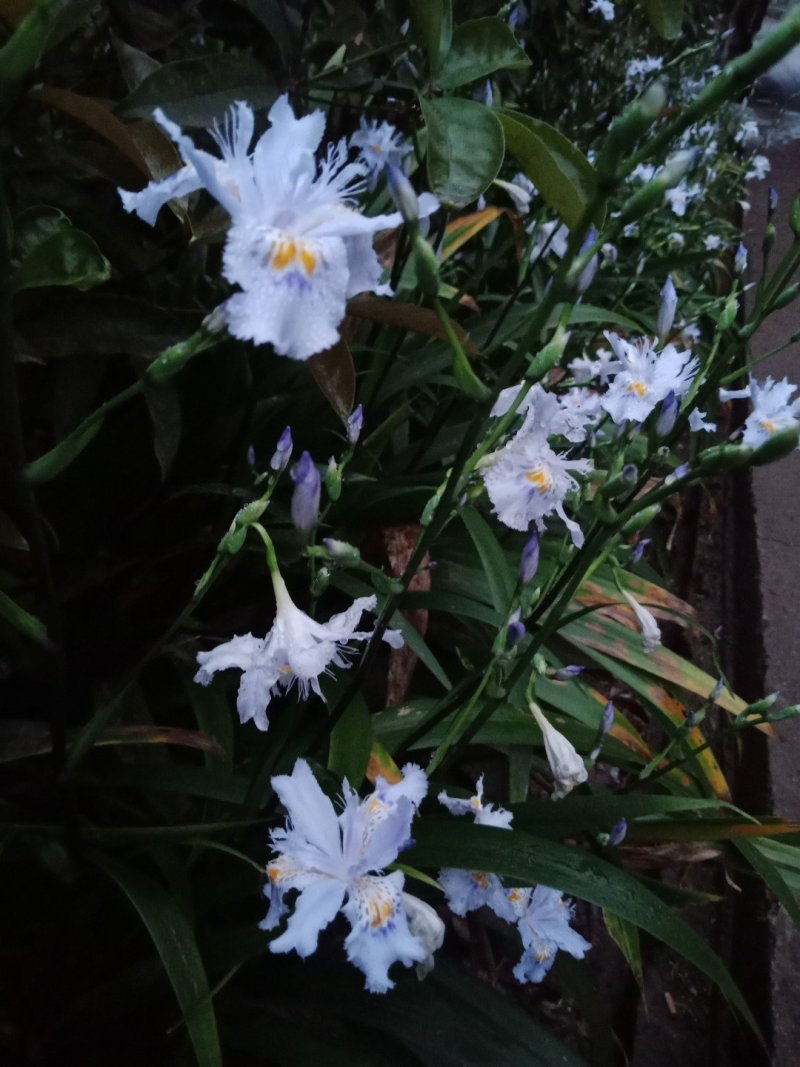 绿化工程用苗，蓝花鸢尾，不含盆