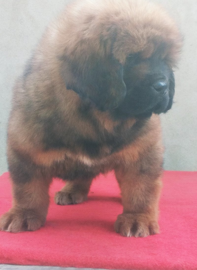 狗崽