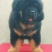 狗崽