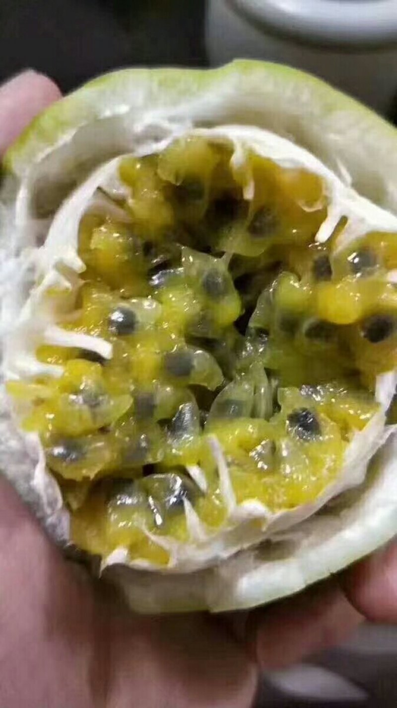 黄金百香果又叫鸡蛋果，爱情果《嫁接苗》