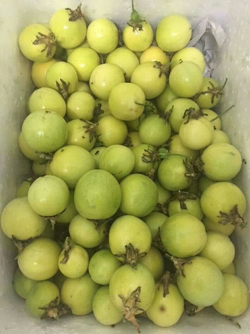 黄金百香果又叫鸡蛋果，爱情果《嫁接苗》
