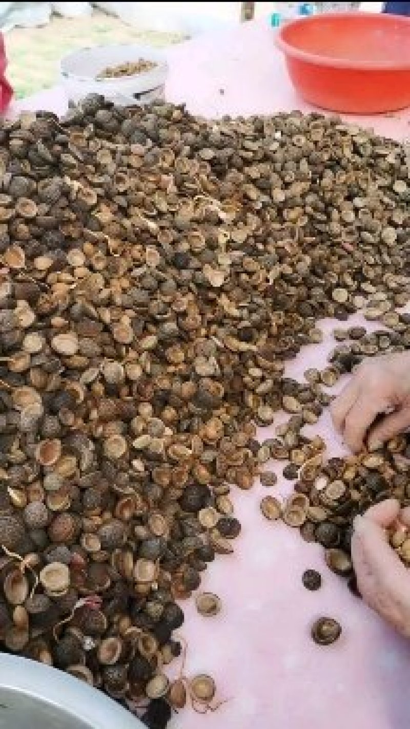 桃种子山桃种子，一手货源