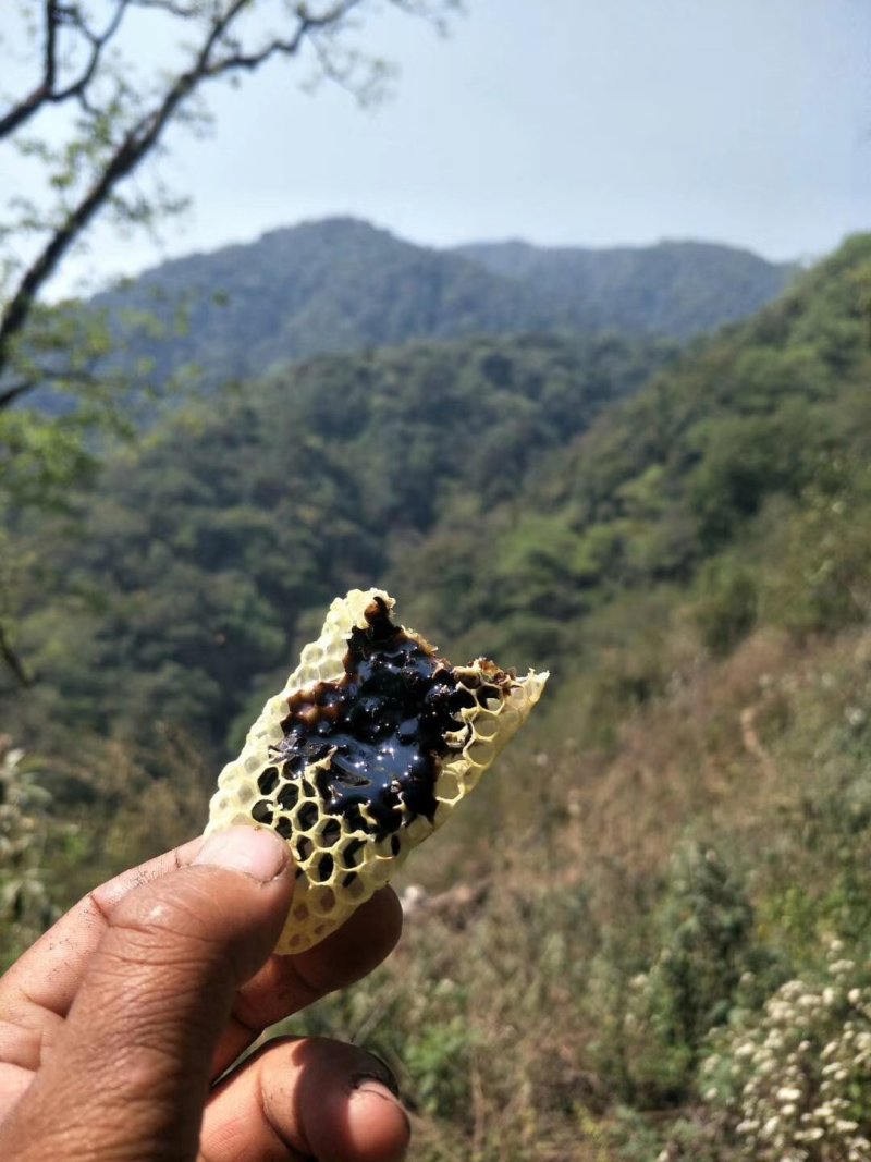 纯野生中华蜂黑蜂蜜