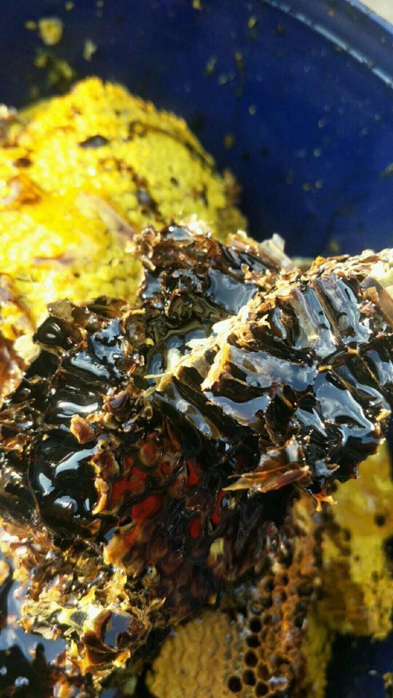 纯野生中华蜂黑蜂蜜