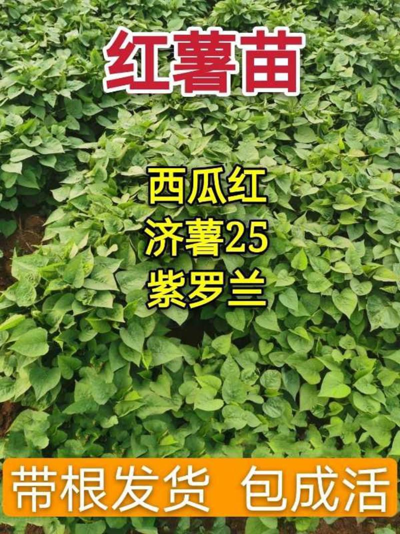 【基地直发】山东济薯苗25高淀红薯苗成活率高技术指导
